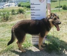 MERIDA, Hund, Schäferhund-Mischling in Slowakische Republik - Bild 4