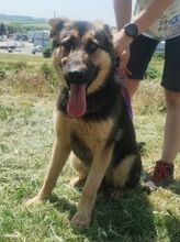 MERIDA, Hund, Schäferhund-Mischling in Slowakische Republik - Bild 6