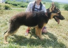 MERIDA, Hund, Schäferhund-Mischling in Slowakische Republik - Bild 7