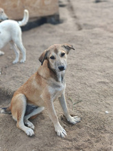 GENOVEVA, Hund, Mischlingshund in Brühl - Bild 1