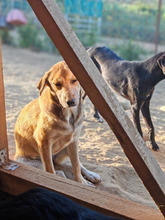 GENOVEVA, Hund, Mischlingshund in Brühl - Bild 2