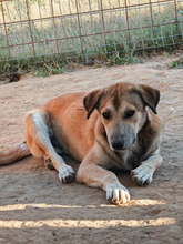 GENOVEVA, Hund, Mischlingshund in Brühl - Bild 3