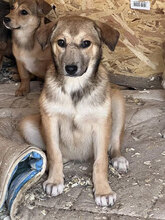 GENOVEVA, Hund, Mischlingshund in Brühl - Bild 4