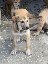 GENOVEVA, Hund, Mischlingshund in Brühl - Bild 5