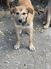 GENOVEVA, Hund, Mischlingshund in Brühl - Bild 6