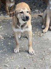 GENOVEVA, Hund, Mischlingshund in Brühl - Bild 7