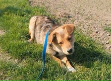 HALLDOR, Hund, Mischlingshund in Kerpen - Bild 1