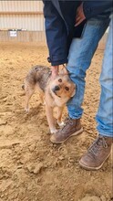 HALLDOR, Hund, Mischlingshund in Kerpen - Bild 2