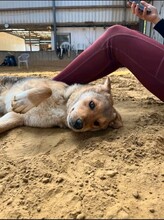 HALLDOR, Hund, Mischlingshund in Kerpen - Bild 3