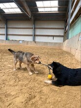 HALLDOR, Hund, Mischlingshund in Kerpen - Bild 4