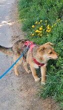 HALLDOR, Hund, Mischlingshund in Kerpen - Bild 5