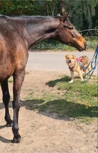 HALLDOR, Hund, Mischlingshund in Kerpen - Bild 6