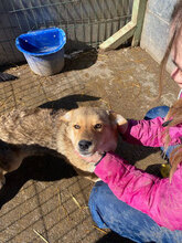 HALLDOR, Hund, Mischlingshund in Kerpen - Bild 7