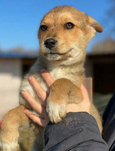 HALLDOR, Hund, Mischlingshund in Kerpen - Bild 8