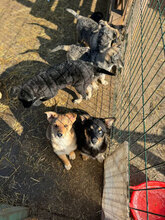 HALLDOR, Hund, Mischlingshund in Kerpen - Bild 9