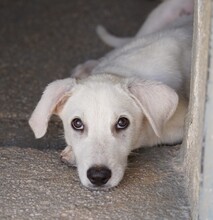 FABIETTO, Hund, Mischlingshund in Italien - Bild 1