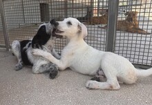 FABIETTO, Hund, Mischlingshund in Italien - Bild 10