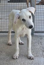 FABIETTO, Hund, Mischlingshund in Italien - Bild 11