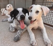 FABIETTO, Hund, Mischlingshund in Italien - Bild 12