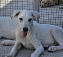 FABIETTO, Hund, Mischlingshund in Italien - Bild 13