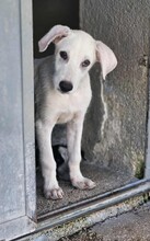 FABIETTO, Hund, Mischlingshund in Italien - Bild 14