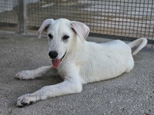 FABIETTO, Hund, Mischlingshund in Italien - Bild 15