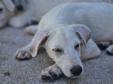 FABIETTO, Hund, Mischlingshund in Italien - Bild 16