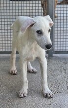 FABIETTO, Hund, Mischlingshund in Italien - Bild 17