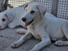 FABIETTO, Hund, Mischlingshund in Italien - Bild 18