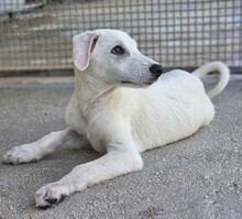 FABIETTO, Hund, Mischlingshund in Italien - Bild 19