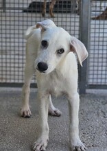 FABIETTO, Hund, Mischlingshund in Italien - Bild 2