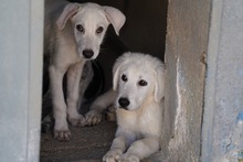 FABIETTO, Hund, Mischlingshund in Italien - Bild 20