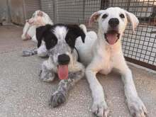FABIETTO, Hund, Mischlingshund in Italien - Bild 22