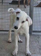 FABIETTO, Hund, Mischlingshund in Italien - Bild 23