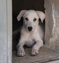 FABIETTO, Hund, Mischlingshund in Italien - Bild 3
