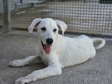 FABIETTO, Hund, Mischlingshund in Italien - Bild 4