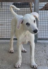 FABIETTO, Hund, Mischlingshund in Italien - Bild 5