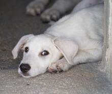 FABIETTO, Hund, Mischlingshund in Italien - Bild 7