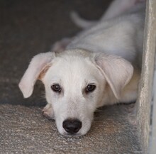 FABIETTO, Hund, Mischlingshund in Italien - Bild 8