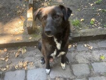 LIZZY, Hund, Mischlingshund in Karlsruhe - Bild 1