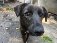 LIZZY, Hund, Mischlingshund in Karlsruhe - Bild 2