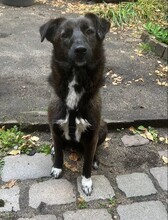 LIZZY, Hund, Mischlingshund in Karlsruhe - Bild 3