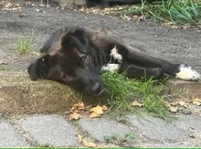 LIZZY, Hund, Mischlingshund in Karlsruhe - Bild 4