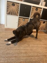 LIZZY, Hund, Mischlingshund in Karlsruhe - Bild 5
