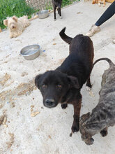 LIZZY, Hund, Mischlingshund in Karlsruhe - Bild 6