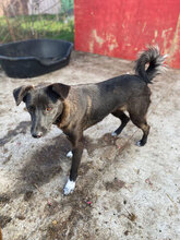 LIZZY, Hund, Mischlingshund in Karlsruhe - Bild 7