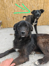 LIZZY, Hund, Mischlingshund in Karlsruhe - Bild 8