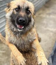 JULIKA, Hund, Mischlingshund in Rumänien - Bild 1