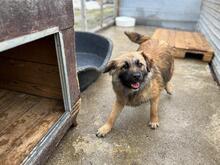 JULIKA, Hund, Mischlingshund in Rumänien - Bild 10