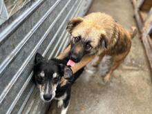 JULIKA, Hund, Mischlingshund in Rumänien - Bild 11